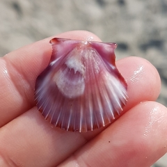 Pecten jacobaeus