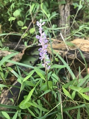 Liriope graminifolia