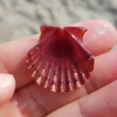 Pecten jacobaeus