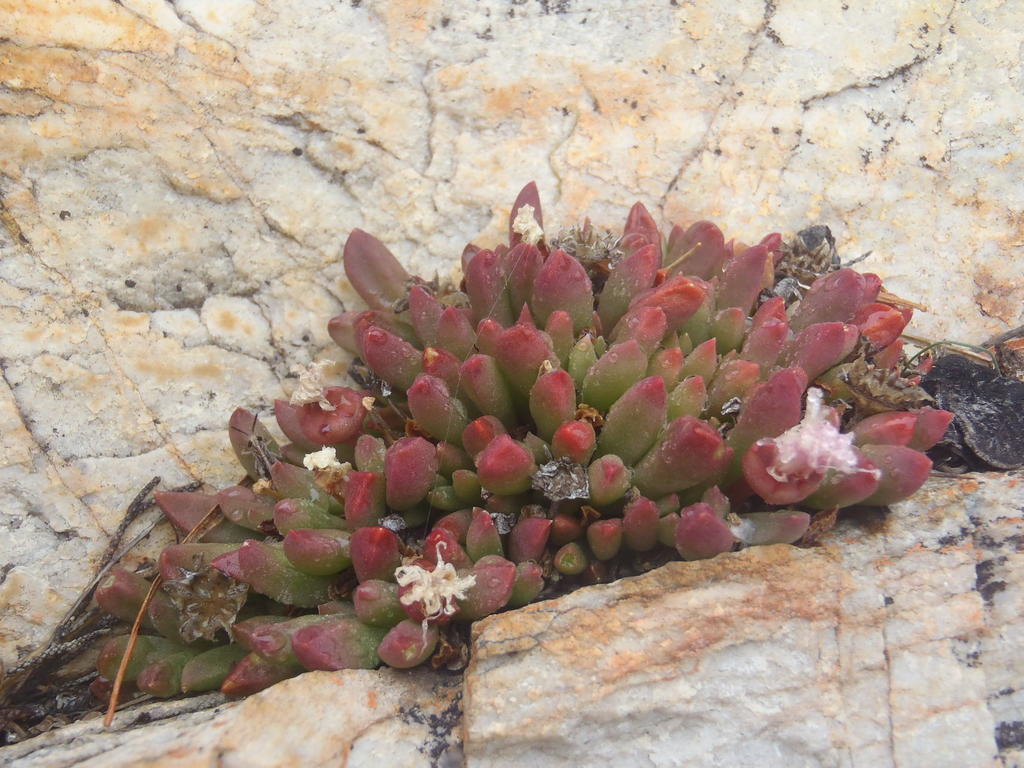 Delosperma esterhuyseniae