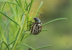 Leptinotarsa lineolata