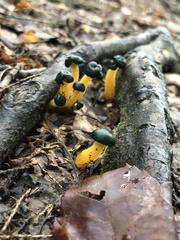 Leotia viscosa