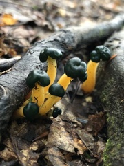 Leotia lubrica image