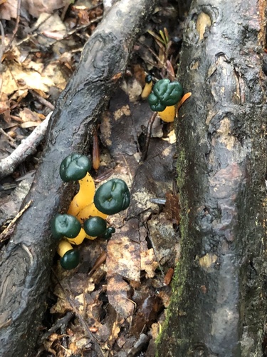 Leotia image