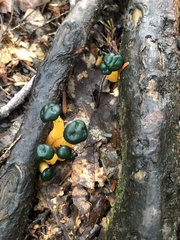 Leotia lubrica image