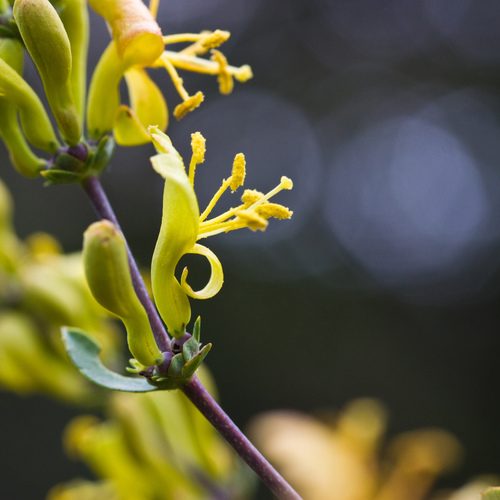 Southern honeysuckle