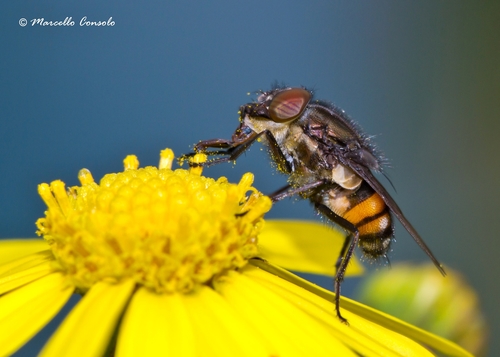 Locust Blowfly