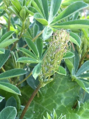Lupinus arboreus