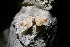 Artiora evonymaria