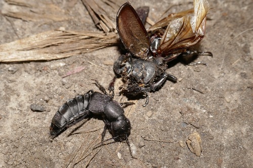 Devil's coach horse beetle