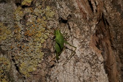 Leptophyes punctatissima