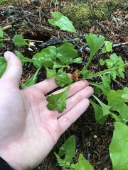 Chrysanthemum arcticum