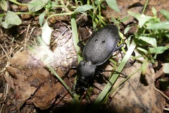 Carabus coriaceus