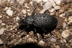 Carabus coriaceus