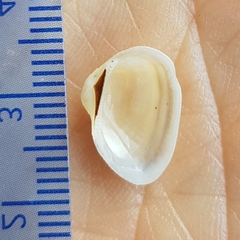 Striarca lactea