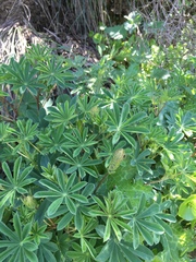 Lupinus arboreus