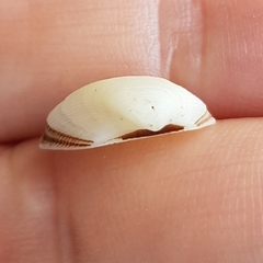 Striarca lactea