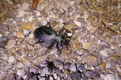 Carabus coriaceus