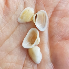 Striarca lactea