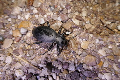Carabus coriaceus