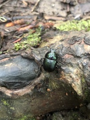 Osmoderma scabra