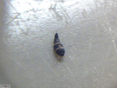 Xenolepisma globosum