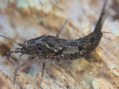 Pedetontus submutans