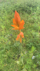 Dichromanthus aurantiacus