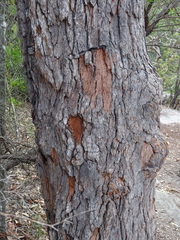 Corymbia gummifera
