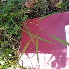 Brachypodium pinnatum