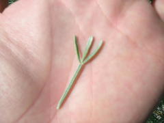 Crotalarieae