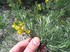 Crotalarieae