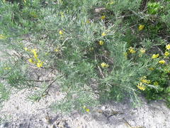 Crotalarieae