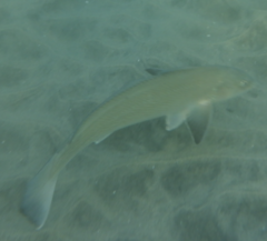 Menticirrhus