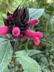 Salvia oxyphora