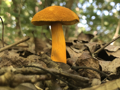 Aureoboletus auriflammeus
