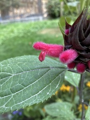 Salvia oxyphora