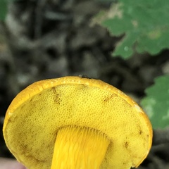 Aureoboletus auriflammeus