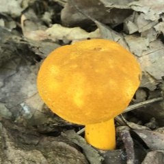 Aureoboletus auriflammeus