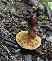 Xerocomellus fennicus