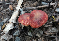 Xerocomellus fennicus