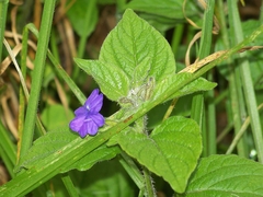Browallia americana