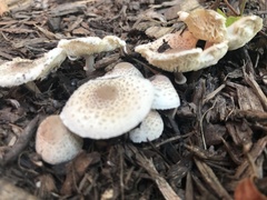 Fungi