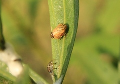 Clastoptera lineatocollis