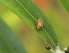 Clastoptera lineatocollis