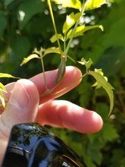 Neolasioptera clematidis