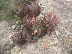 Aloe comptonii