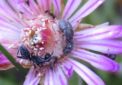 Urodontinae