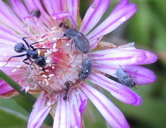 Urodontinae