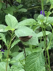 Asbolis capucinus